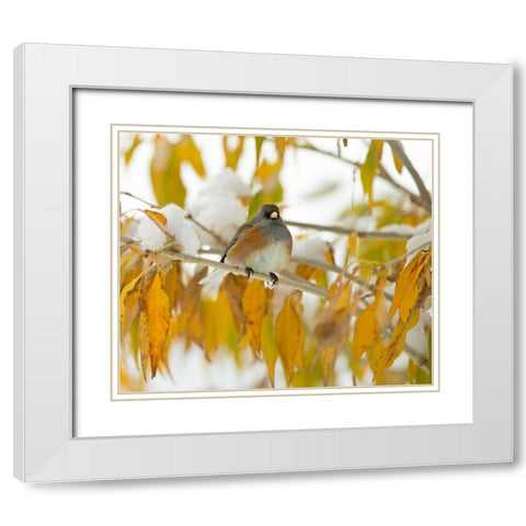 First Snow White Modern Wood Framed Art Print with Double Matting by Linden, Sally