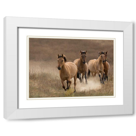 Wild Mares White Modern Wood Framed Art Print with Double Matting by Linden, Sally
