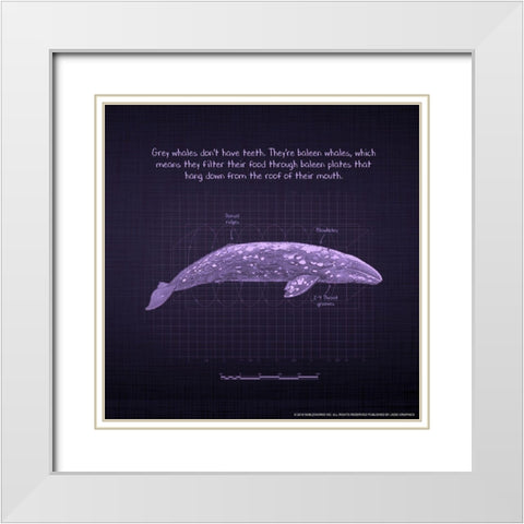 Whaleprint 2 White Modern Wood Framed Art Print with Double Matting by Nobleworks, Inc.