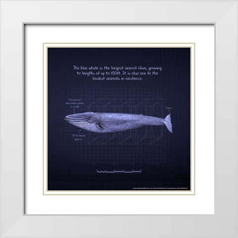 Whaleprint 4 White Modern Wood Framed Art Print with Double Matting by Nobleworks, Inc.