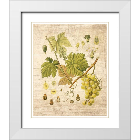 Grapevine 3 White Modern Wood Framed Art Print with Double Matting by Nobleworks, Inc.