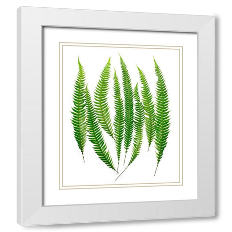 Ferns White Modern Wood Framed Art Print with Double Matting by Rosenthal, Barry