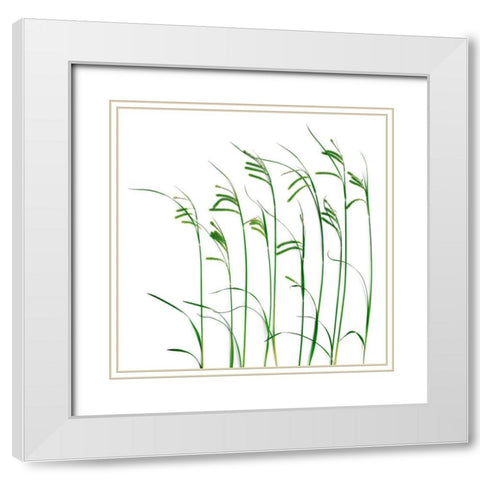 Flowing Grass White Modern Wood Framed Art Print with Double Matting by Rosenthal, Barry