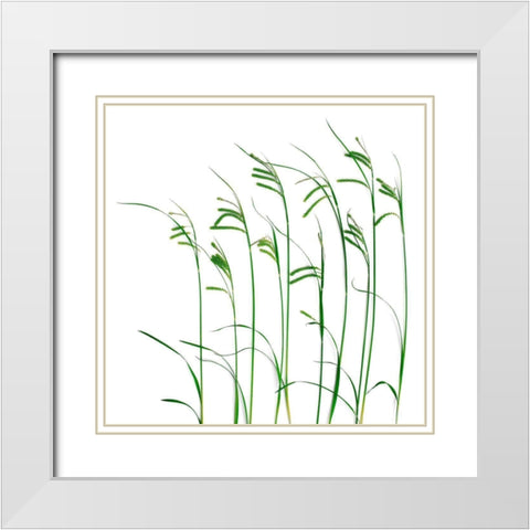 Flowing Grass White Modern Wood Framed Art Print with Double Matting by Rosenthal, Barry