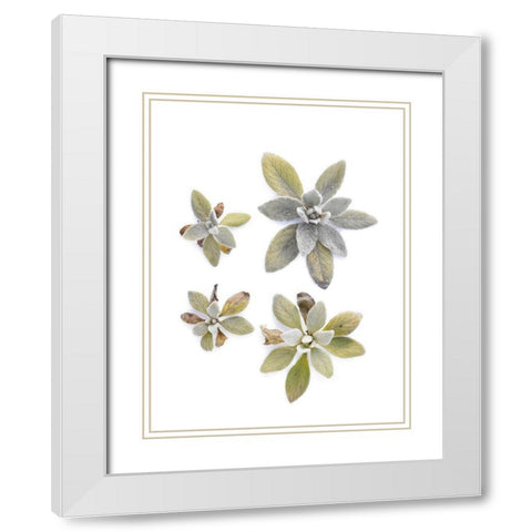 Lambs Ear White Modern Wood Framed Art Print with Double Matting by Rosenthal, Barry