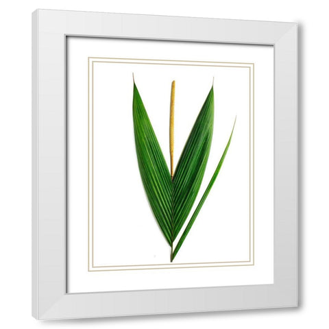 Palms-Costa Rica White Modern Wood Framed Art Print with Double Matting by Rosenthal, Barry