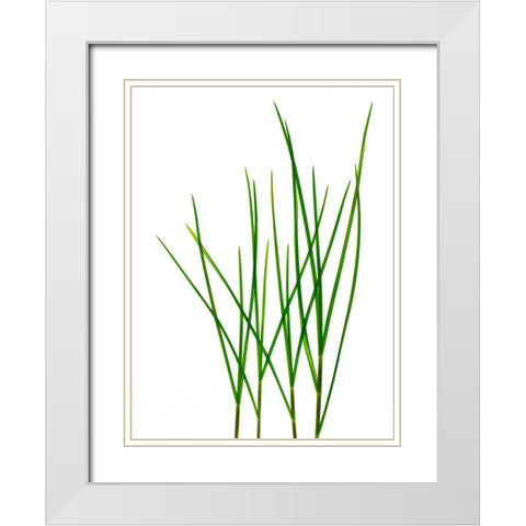 Grass-Vermont White Modern Wood Framed Art Print with Double Matting by Rosenthal, Barry
