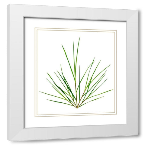 Michigan Grass White Modern Wood Framed Art Print with Double Matting by Rosenthal, Barry