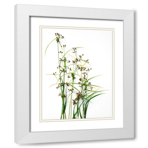 Sedge White Modern Wood Framed Art Print with Double Matting by Rosenthal, Barry