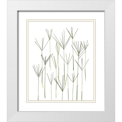 Bermuda Grass White Modern Wood Framed Art Print with Double Matting by Rosenthal, Barry