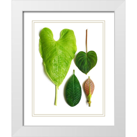 Cloud Forest White Modern Wood Framed Art Print with Double Matting by Rosenthal, Barry