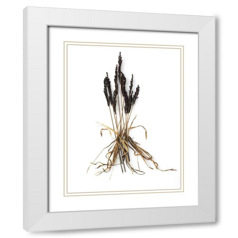 Fern And Grass White Modern Wood Framed Art Print with Double Matting by Rosenthal, Barry