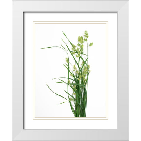 Grass Effort PA White Modern Wood Framed Art Print with Double Matting by Rosenthal, Barry