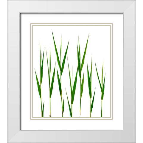 Grass Hillsdale White Modern Wood Framed Art Print with Double Matting by Rosenthal, Barry