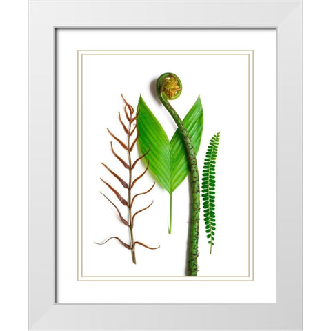 Ferns And Palms White Modern Wood Framed Art Print with Double Matting by Rosenthal, Barry