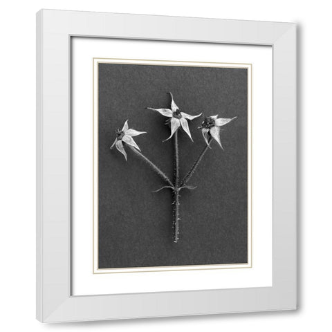 Rose Hips White Modern Wood Framed Art Print with Double Matting by Rosenthal, Barry