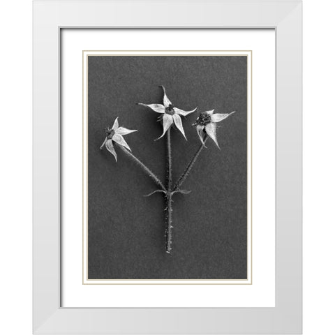 Rose Hips White Modern Wood Framed Art Print with Double Matting by Rosenthal, Barry
