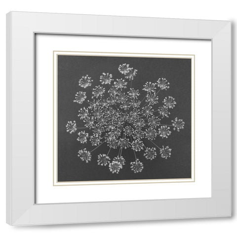 Dill Top View White Modern Wood Framed Art Print with Double Matting by Rosenthal, Barry