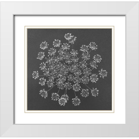 Dill Top View White Modern Wood Framed Art Print with Double Matting by Rosenthal, Barry