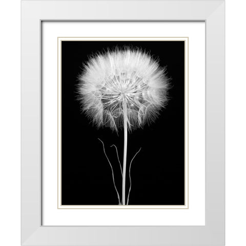 Salsify White Modern Wood Framed Art Print with Double Matting by Rosenthal, Barry