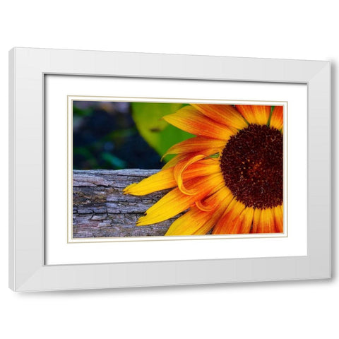 Sunflower White Modern Wood Framed Art Print with Double Matting by Vizvary, Susan