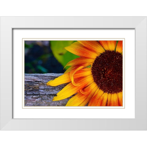 Sunflower White Modern Wood Framed Art Print with Double Matting by Vizvary, Susan