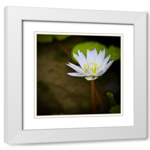 Lily and Fly White Modern Wood Framed Art Print with Double Matting by Vizvary, Susan