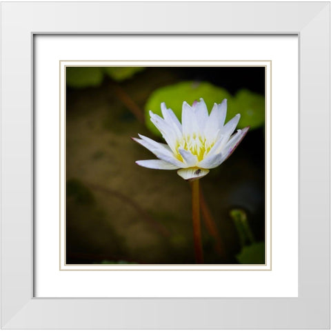 Lily and Fly White Modern Wood Framed Art Print with Double Matting by Vizvary, Susan