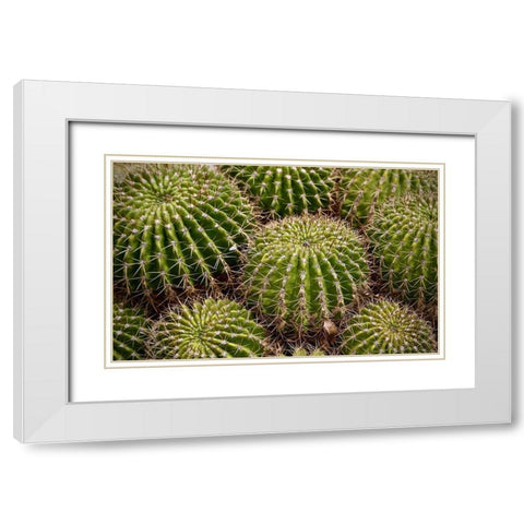 Succulant White Modern Wood Framed Art Print with Double Matting by Vizvary, Susan