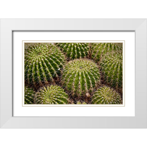 Succulant White Modern Wood Framed Art Print with Double Matting by Vizvary, Susan