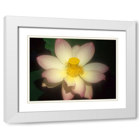 Lotus Flower White Modern Wood Framed Art Print with Double Matting by Vizvary, Susan