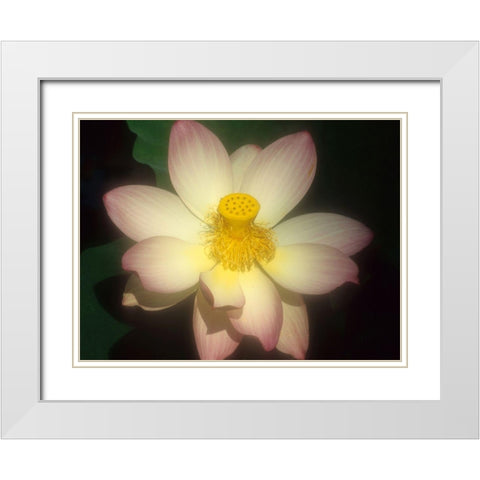Lotus Flower White Modern Wood Framed Art Print with Double Matting by Vizvary, Susan