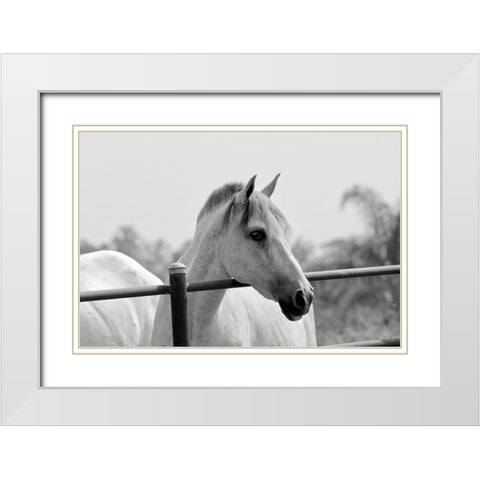 White Horse Over Fence White Modern Wood Framed Art Print with Double Matting by Vizvary, Susan
