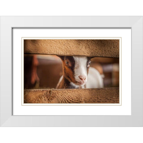 Spring Lamb White Modern Wood Framed Art Print with Double Matting by Henk van Gog