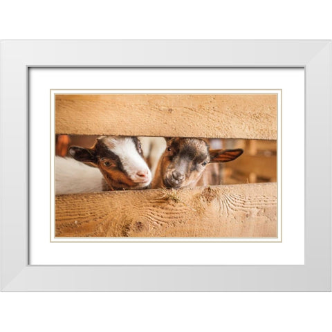 Spring Lamms White Modern Wood Framed Art Print with Double Matting by Henk van Gog
