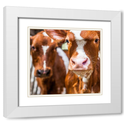 Spring cows 1 White Modern Wood Framed Art Print with Double Matting by Henk van Gog