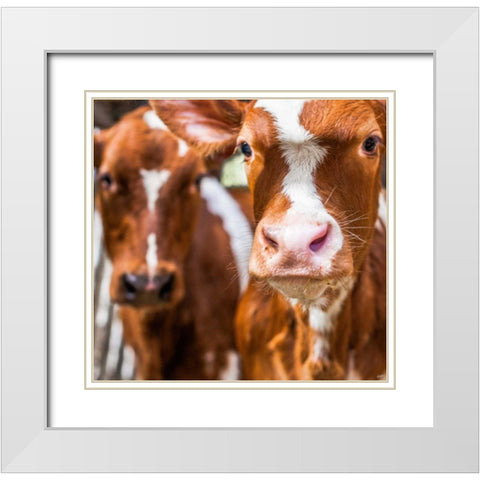 Spring cows 1 White Modern Wood Framed Art Print with Double Matting by Henk van Gog