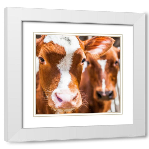 Spring cows 2 White Modern Wood Framed Art Print with Double Matting by Henk van Gog