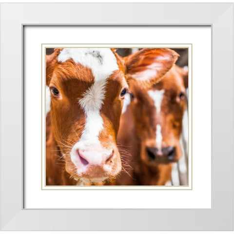 Spring cows 2 White Modern Wood Framed Art Print with Double Matting by Henk van Gog