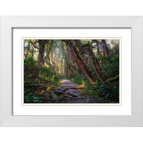 Woods I White Modern Wood Framed Art Print with Double Matting by Kostka, Vladimir