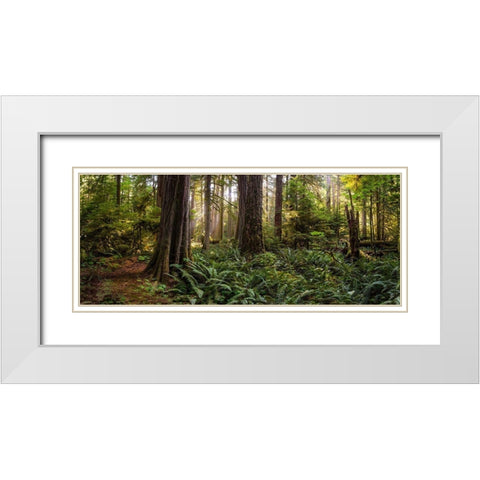Woods II White Modern Wood Framed Art Print with Double Matting by Kostka, Vladimir