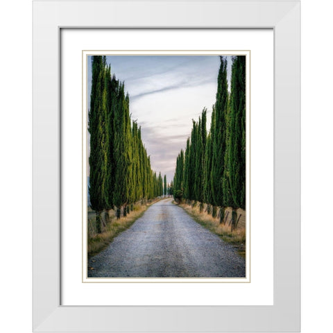 Cypresses White Modern Wood Framed Art Print with Double Matting by Kostka, Vladimir