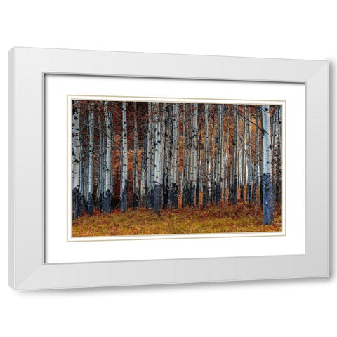 Birches White Modern Wood Framed Art Print with Double Matting by Kostka, Vladimir