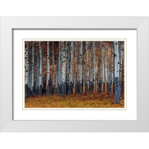 Birches White Modern Wood Framed Art Print with Double Matting by Kostka, Vladimir