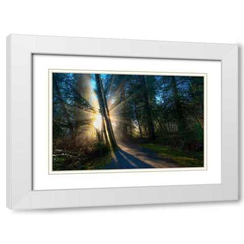 Sunlight Throught Trees White Modern Wood Framed Art Print with Double Matting by Kostka, Vladimir