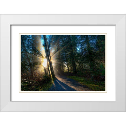 Sunlight Throught Trees White Modern Wood Framed Art Print with Double Matting by Kostka, Vladimir