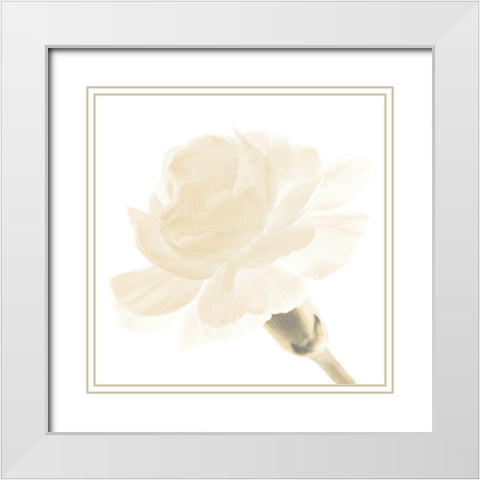 CARNATION I White Modern Wood Framed Art Print with Double Matting by Fossey, George