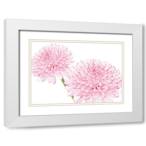DAHLIA IN BLOOM White Modern Wood Framed Art Print with Double Matting by Fossey, George