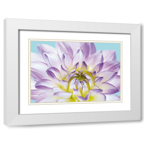DAHLIA IN TEAL I White Modern Wood Framed Art Print with Double Matting by Fossey, George