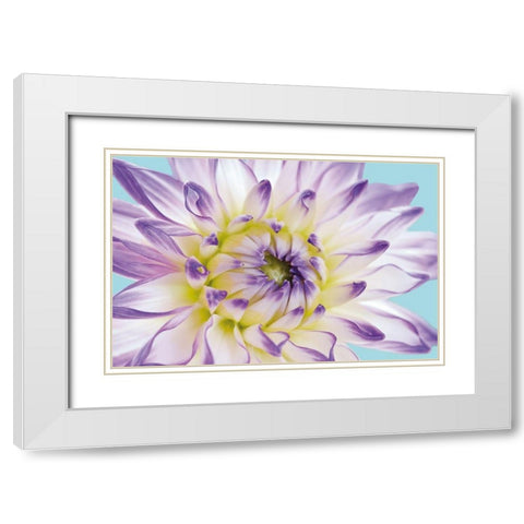 DAHLIA IN TEAL II White Modern Wood Framed Art Print with Double Matting by Fossey, George
